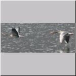 Anser anser - Graugans 04 OS-Rubbenbruchsee.jpg